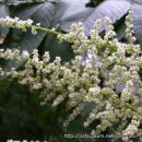 하천리-7 이미지