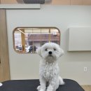 네추럴 그루밍 이미지