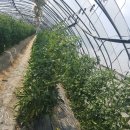 현주농장 이미지