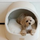 펫바이블 이미지