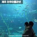 성산구 ⓒ-31 | 제주 아이와 갈만한곳 아쿠아플라넷 할인 소요시간 식당 정보