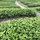 하연농장 이미지