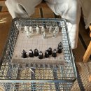 이세돌의 위즈스톤 이미지