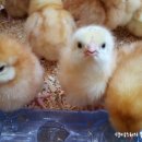 주용농장 이미지