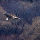 오리사냥 이미지