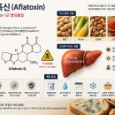 "곰팡이만 떼면 괜찮다?"냉동해도 살아남는 1군 발암물질의 진실, 아플라톡신의 위험성 이미지