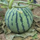 서율이네 이미지