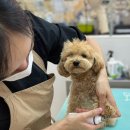 파리봉강아지미용실 이미지