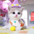 (주)캣프렌즈 이미지