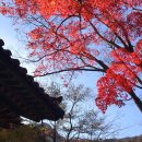 리베라 | 11월 국내여행, 정읍 내장산 단풍시기 지금이 절정(코스 및 주차 팁)
