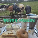 평화목장 | 제주 아침미소목장 후기 : 제주공항 근처에서 즐긴 힐링 여행 코스 &amp; 동물체험 카페