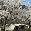 소백산마을 캠핑장 | 벚꽃 캠핑장 추천 치악산 국립공원 구룡 야영장 예약 방법
