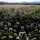 천일홍 축제 양주 나리공원 이미지