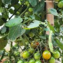 풍년게임장 이미지