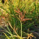 주변에 흔히 보이지 않는 Cyperus(방동사니속)들 이미지