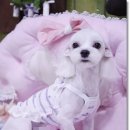 프린세스 말티즈 이미지