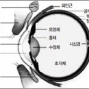 老眼의 모든 것. 특수렌즈 노안수술의 등장 이미지