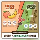 손해평가사 1차 - 재배학 및 원예작물학 | [재배학] 에틸렌의 두 얼굴? 아스파라거스는 '연화'가 아니라 '경화'입니다!