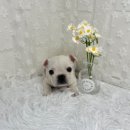 퓨어펫 강아지분양 고양이분양 울산점 이미지