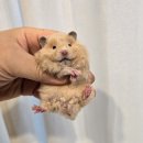 골든햄스터분양 탬펫 강남점 이미지