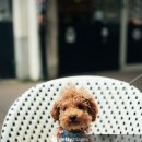 토이켄넬 | 토이푸들 성견 크기 실패하는 이유