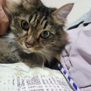 화랑초건너편 | 안산 메인쿤 전문카페 [쿤이네집]