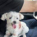 대림애견 | 대구근교 가창 애견동반 가능한 맛집 대림식당 강아지와 방문후기