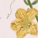 261화 동시빵 맛보기 (우남희_호박꽃과 벌) 이미지