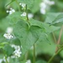 산야초-메밀 이미지