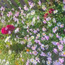 원용복마을 이미지