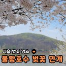 불갑저수지 천변주차장 | 시흥 벚꽃 명소 물왕저수지 물왕호수 벚꽃 실시간 주차