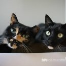 우다닥 고양이 호텔 이미지