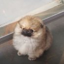 아담스펫 강아지분양 고양이분양 강남점 이미지