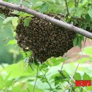 벌떼둥지 이미지