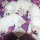 탤런트 독 스쿨 이미지