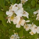 필립스(장미) 이미지