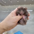 우다다햄쮸 이미지