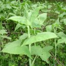 도깨비민박 이미지