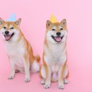 가나다상회 이미지