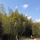 대나무숲길 | 섬진강 대나무숲길 산책 후기