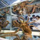 낙지가와 이미지