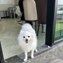 용성길 | 안중 멍토피아 댕댕이와 함께 즐기는 힐링 맛집, 가성비 끝판왕 평택 애견 카페 추천