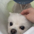 평택 애견미용 살롱 드 쭈 | 평택고덕애견미용• 포메라니안 가위컷, 알로페시아에 도움을 주는 스파- 살롱드몽뚜