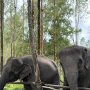 엘레펀트 | 푸켓 자유여행 12 | 내돈내산 클룩투어 후기 : 푸켓 엘리펀트 케어 파크 체험