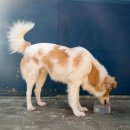 빵먹는 강아지 이미지