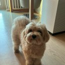웃으면복이와요 이미지