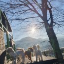 씽크독스쿨 이미지