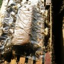 건강한 봉군만들기 위한 7월 꿀벌관리 이미지
