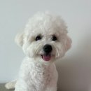 땡글하개 | [인천/효성동] “땡글하개” 애견미용샵 내돈내산 후기