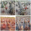 초심농장 이미지